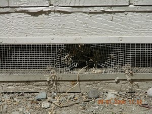 Rodent Proofing/Exclusion needed Rodent Proofing/Exclusion - Entry points in broken vents